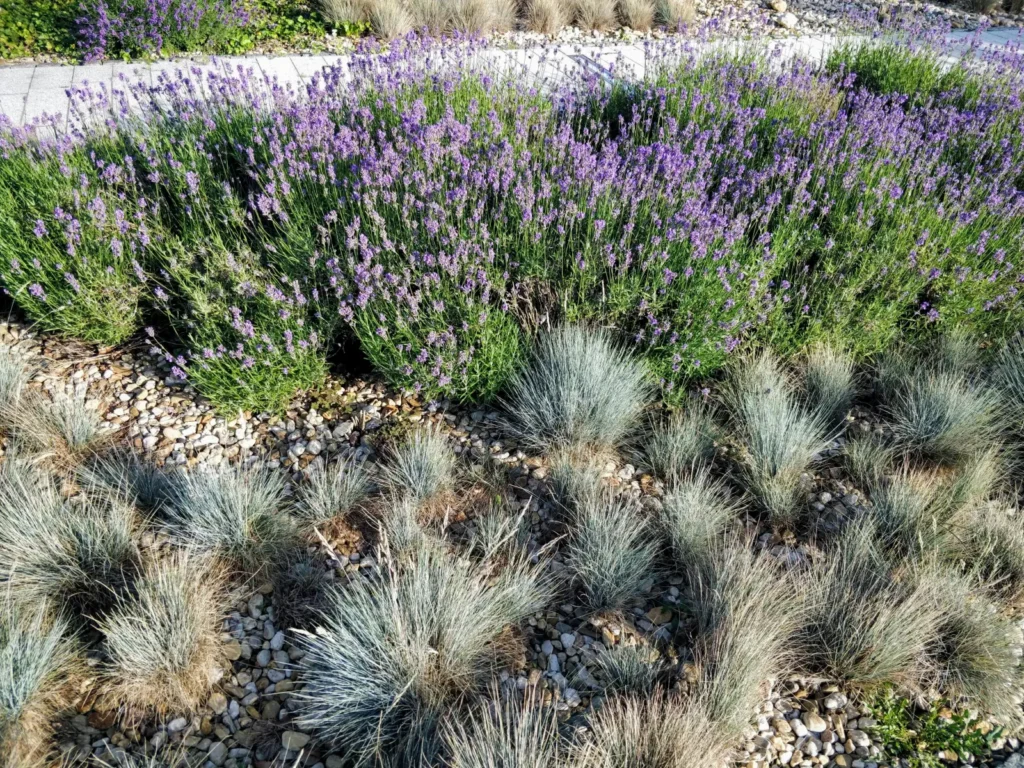 Kostrava sivá (Festuca glauca) a levanduľa úzkolistá.