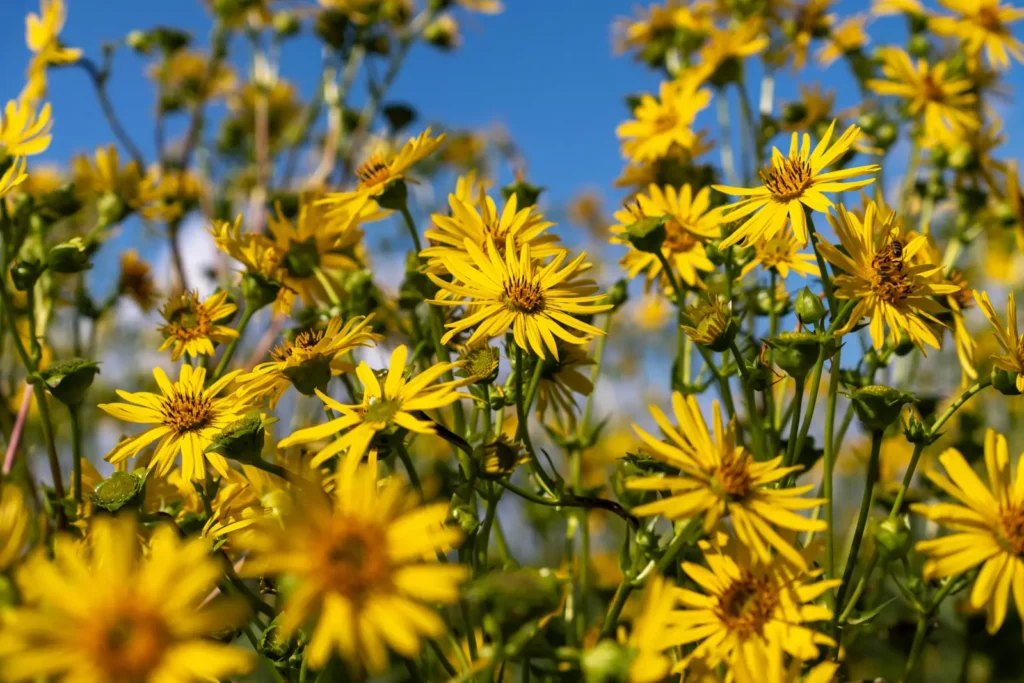 Kvety omanu pravého (Inula helenium)