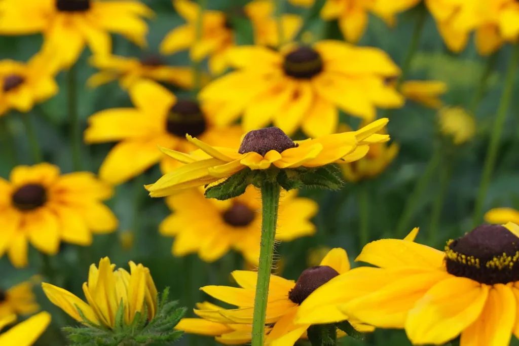 Detail kvetu rudbekie žiarivej (Rudbeckia fulgida).