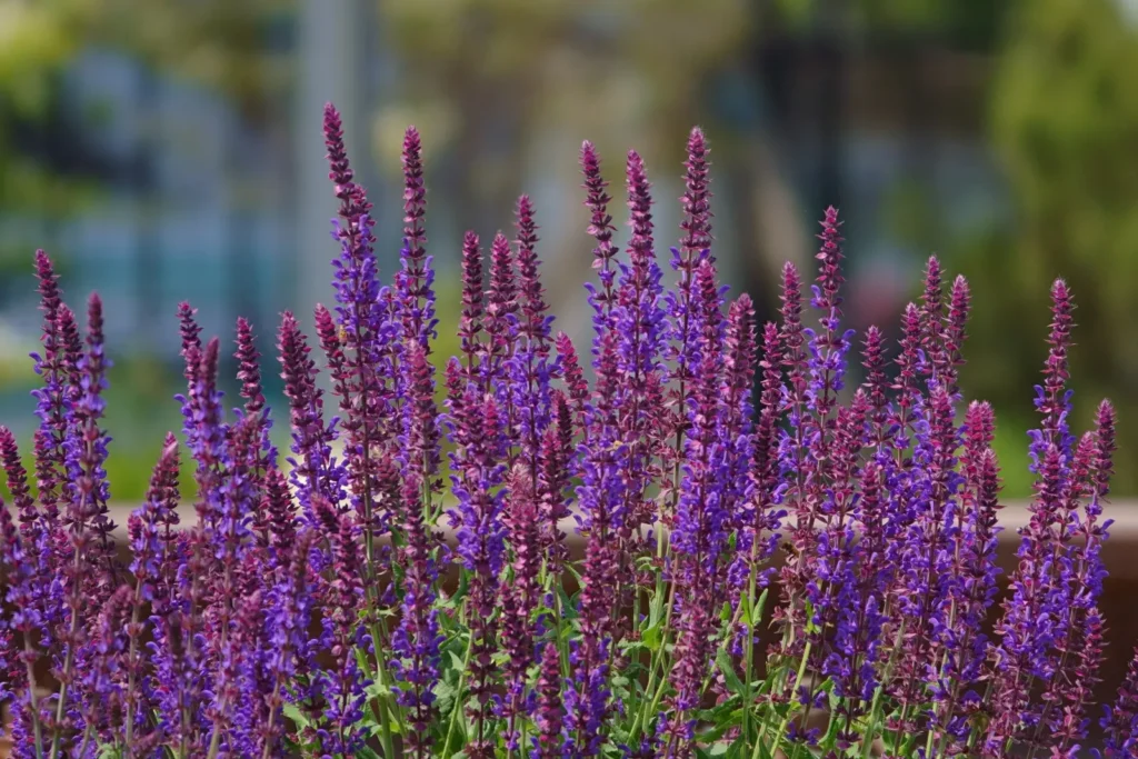 Šalvia hájna (Salvia nemorosa) v kvete.