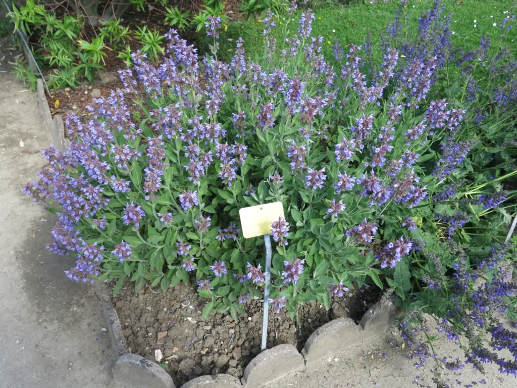 Kvitnúca šalvia lekárska (Salvia officinalis 'Purpurascens').