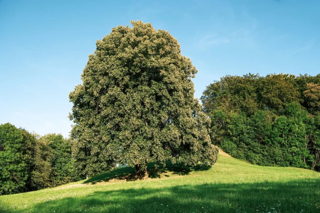 Majestátna lipa malolistá