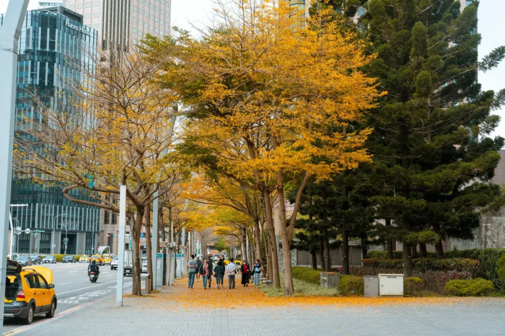Zelkova ostrolistá na jeseň